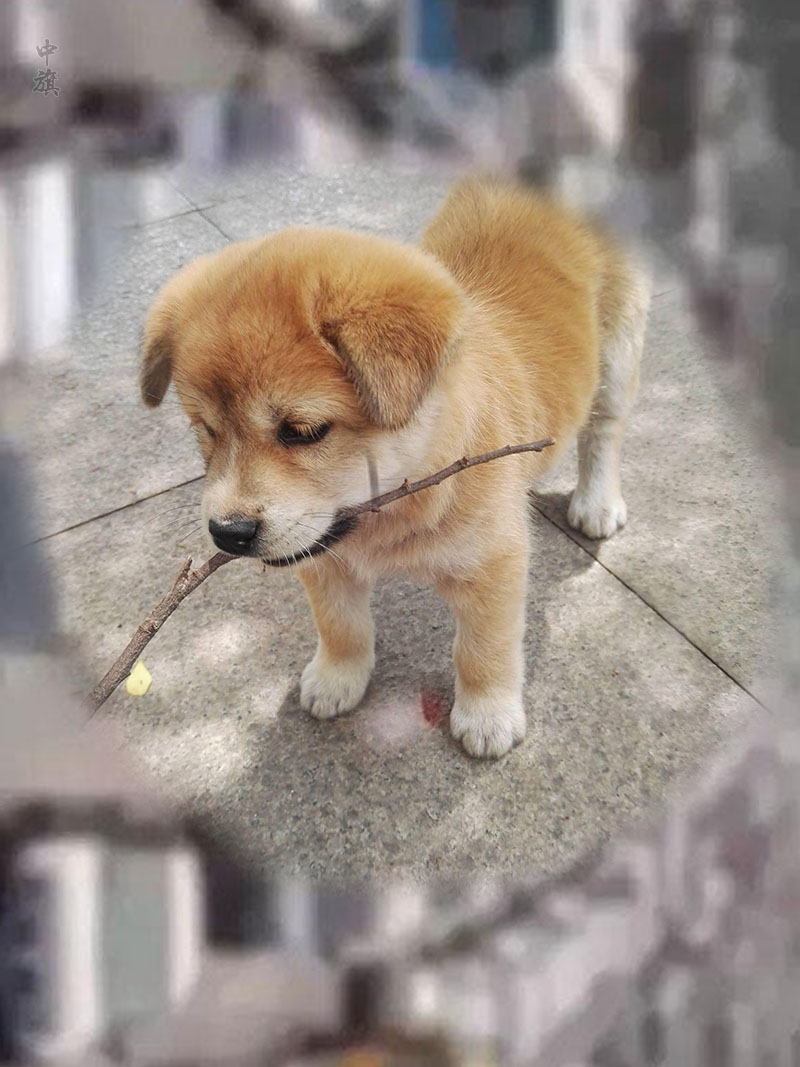 我家可愛的小土狗.jpg 我家可愛的小土狗.jpg