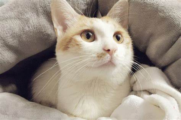 寵物行業(yè)現(xiàn)在是暴利.jpg 寵物行業(yè)現(xiàn)在是暴利.jpg