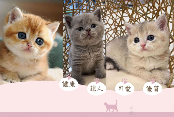 我們可愛吧？快來領養(yǎng)吧！