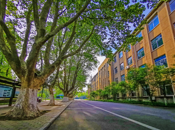 學(xué)校下面的林蔭小路 學(xué)校下面的林蔭小路