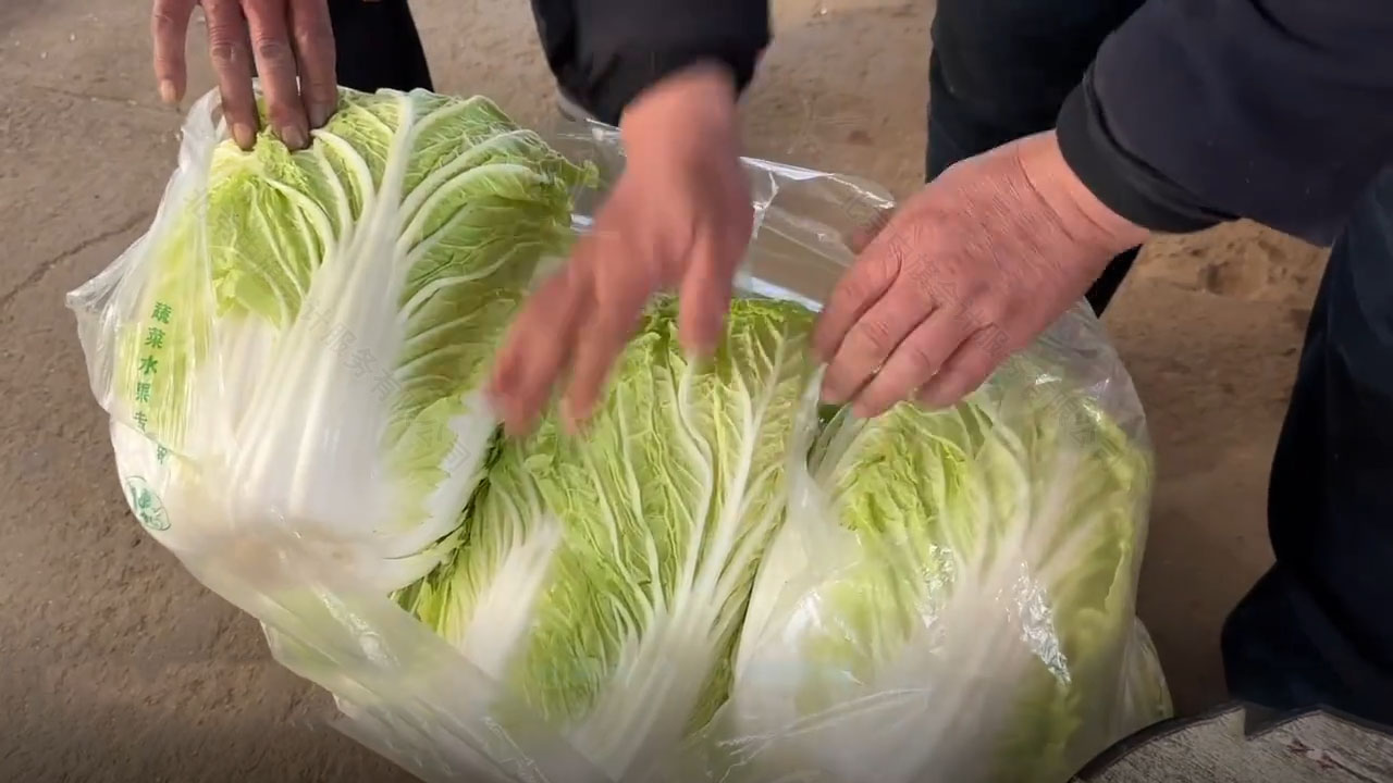 今早隔壁的劉阿姨準(zhǔn)備的大白菜要給她的孩子送過(guò)去.jpg