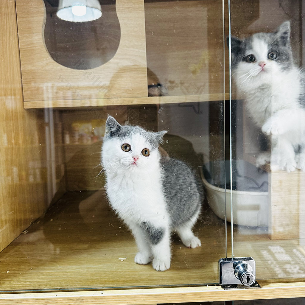 貓貓還是非常好看的.jpg 貓貓還是非常好看的.jpg