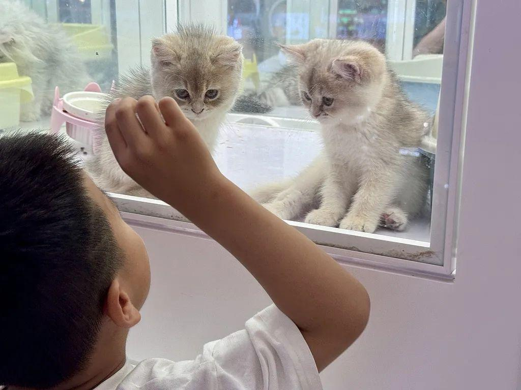 商店里賣寵物的地方.png 商店里賣寵物的地方.png