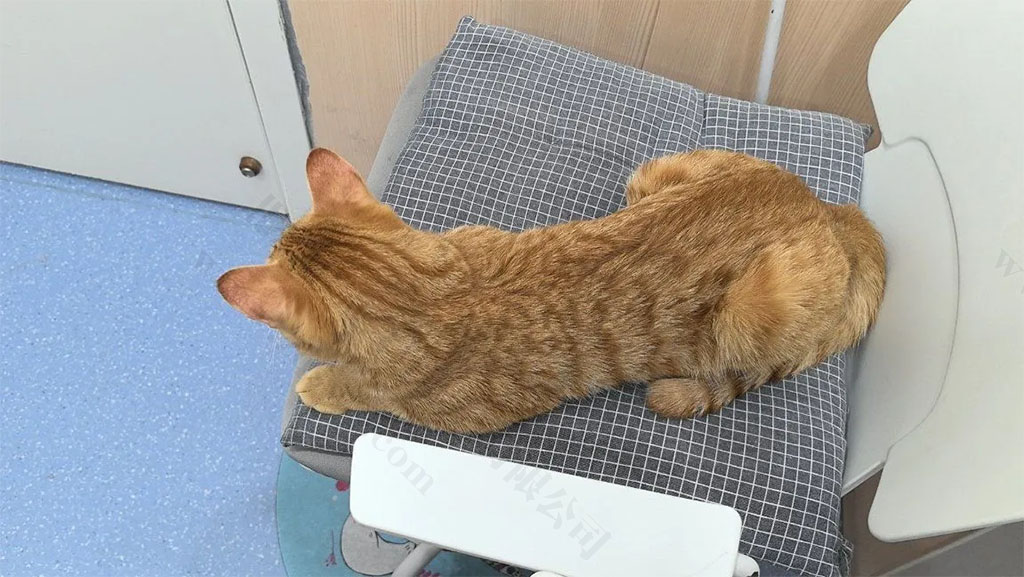 正在寵物醫(yī)院等待檢查的小貓咪.jpg 正在寵物醫(yī)院等待檢查的小貓咪.jpg