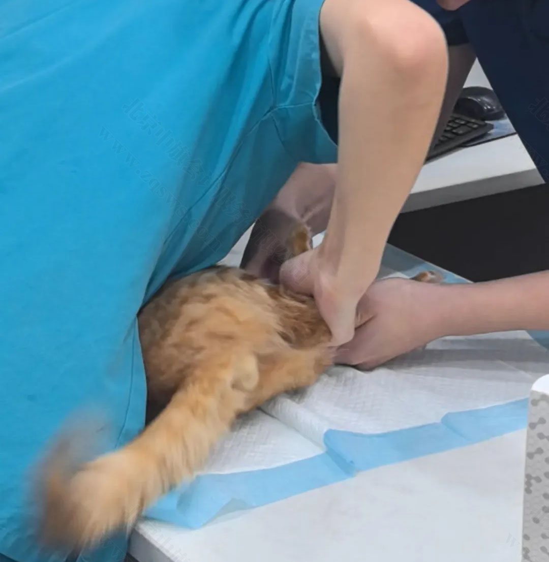 正在接收診治的小貓咪.jpg 正在接收診治的小貓咪.jpg