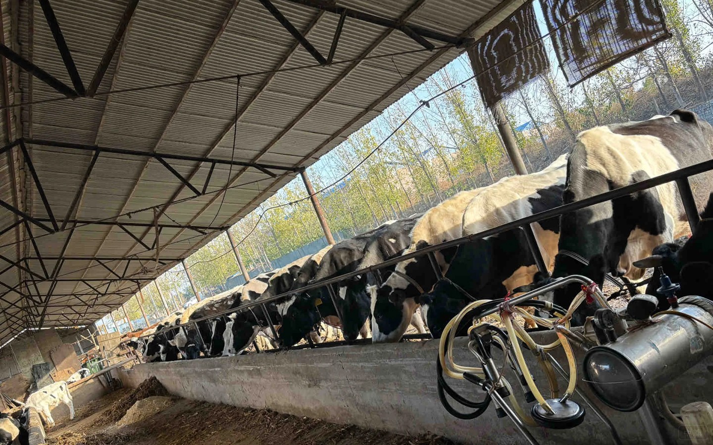 鮮奶需要全程冷鏈運輸.jpg 鮮奶需要全程冷鏈運輸.jpg