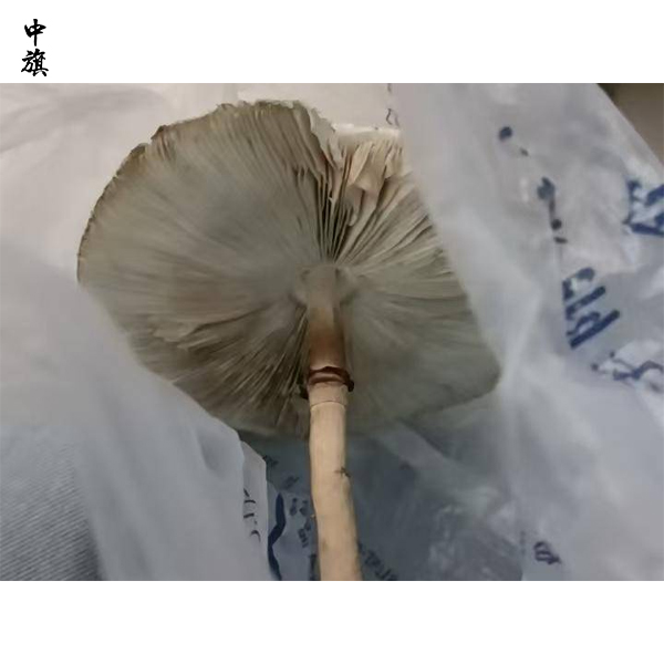 電商平臺菌種泛濫，如何識別有毒傘菌？