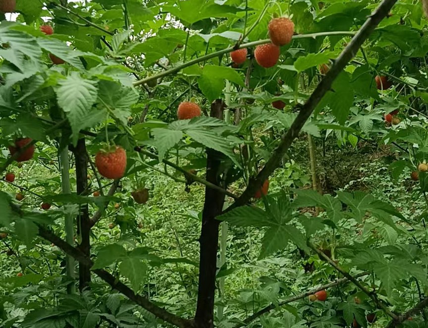 還沒(méi)熟的樹莓