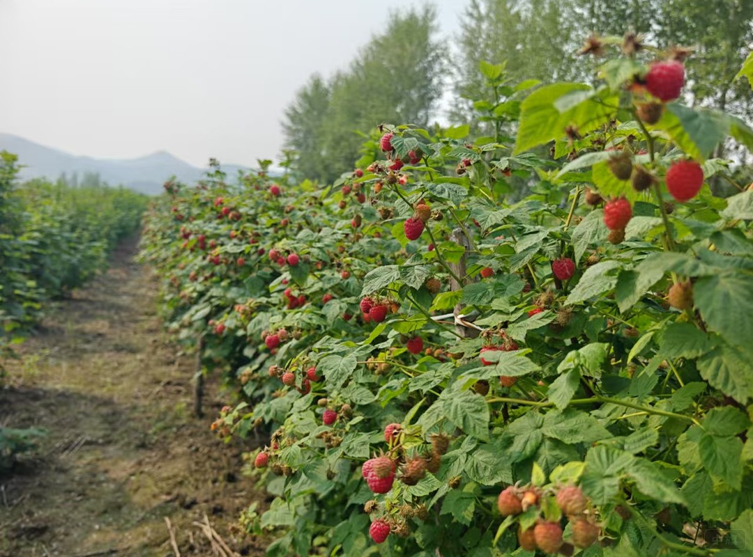 在農(nóng)村種樹莓這個(gè)項(xiàng)目怎么樣？