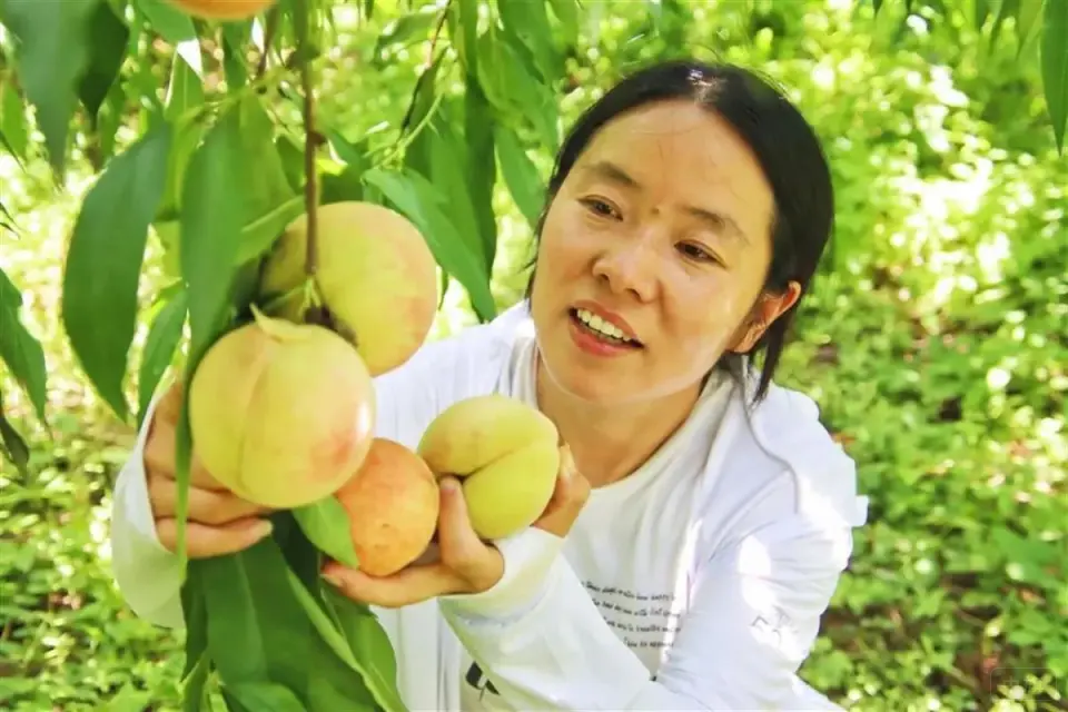 商春霞創(chuàng)業(yè)的水蜜桃園