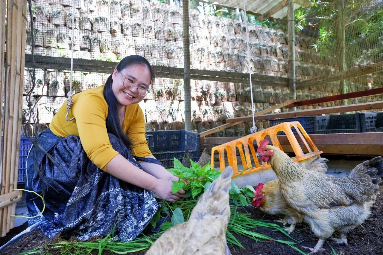 林珊給生態(tài)發(fā)酵床雞喂食（圖片來自新浪）
