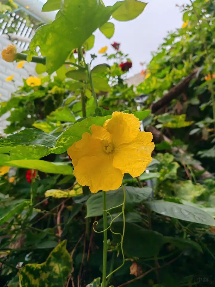 老家的黃瓜在大棚里